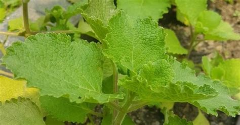 Perhatikan kembali gambar bangun yang diberikan. Gema Herbal Medika: Daun Bangun-bangun, Si Pelancar ASI ...
