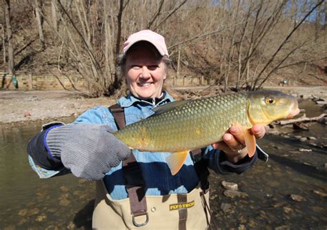 Spring Means Stream Trout And Sucker Fishing Canadian Sportfishing