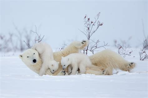 Wallpaper Snow Nature Polar Bears Mammals Baby Animals 2048x1365