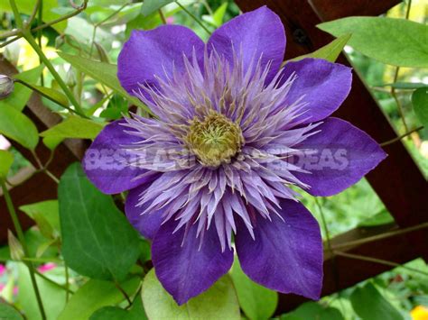 Check spelling or type a new query. Clematis - King of Vines: Cultivation, Species, Varieties ...