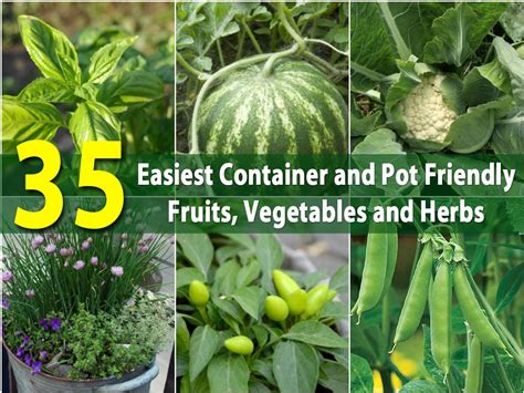 Maybe you would like to learn more about one of these? The 35 Easiest Container and Pot Friendly Fruits ...