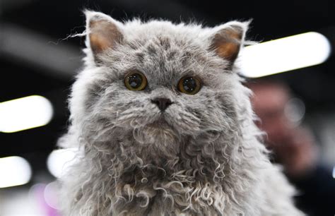 What kind of cat should you get if you want a cuddly, affectionate, friendly pet? History of the Selkirk Rex Cat | Pets4Homes