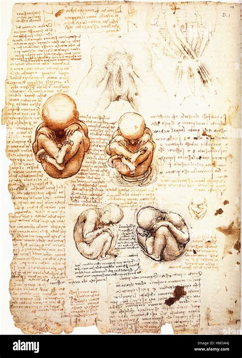 Leonardo Da Vinci Estudios Del Feto En El útero Fotografía De Stock