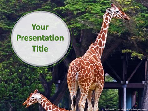 The giraffe (giraffa) is an african artiodactyl mammal, the tallest living terrestrial animal and the largest ruminant. Free Giraffe PowerPoint Template - Download Free ...