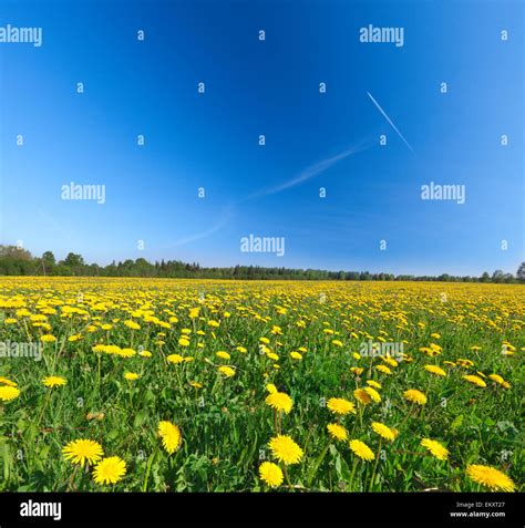 Yellow And Blue Flower Fields Hi Res Stock Photography And Images Alamy