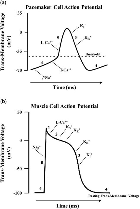 Cardiac Cell Action Potentials Are Short Lived Electrochemical Events
