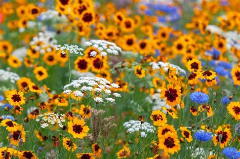12 Types Of Wildflowers For Summer Gardens