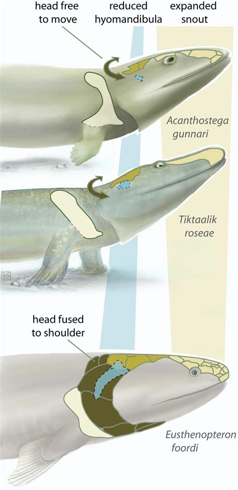 A New Study Of The Fishopod Tiktaalik Roseae Middle A 375 Million