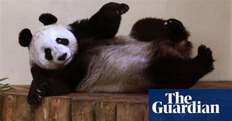 Panda Monium In Bbc Women Of The Year List Bbc The Guardian