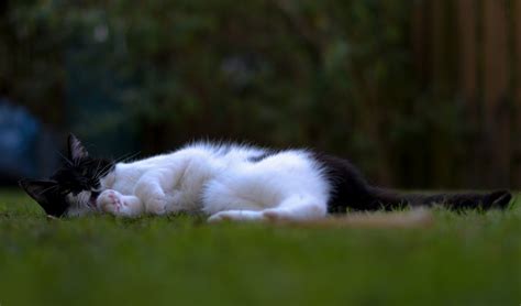 Katzen freuen sich über frisch bestellte beete, rasen und gräser. Katze im Garten Foto & Bild | tiere, haustiere, katzen ...