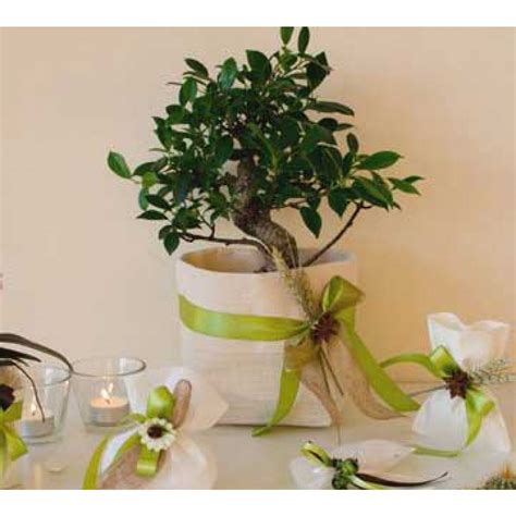 Con spedizione e reso gratuiti (t&c applicabili), lo shopping non é mai stato cosí facile! Risultati immagini per bomboniera ulivo bonsai | Matrimoni ...