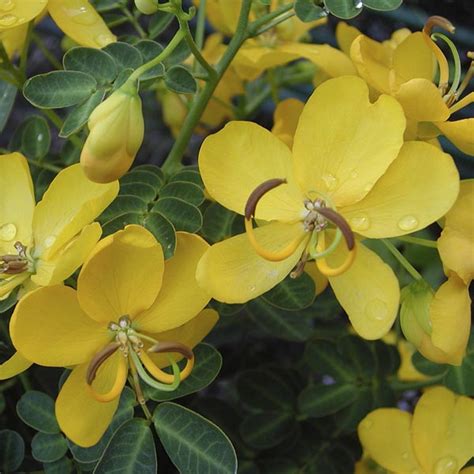 Cassia Senna Bicapsularis My Garden Life