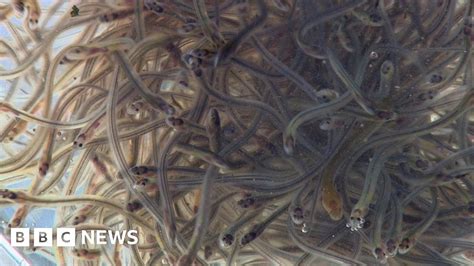 Migrating Eels Helped Over Barriers In River Severn Bbc News
