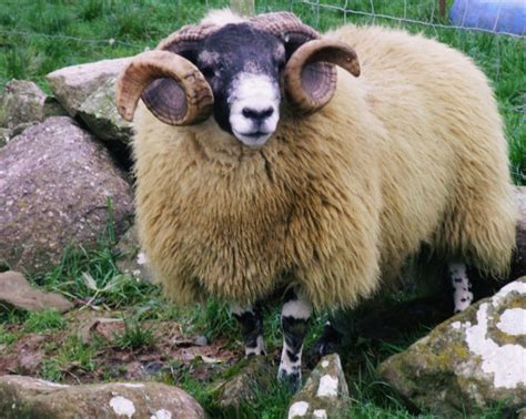 Trenearla Blackface Scottish Blackface Sheep Media Page 1