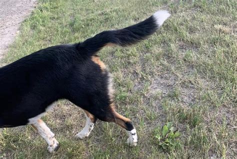 How Can You Tell If Your Dog Has Broken Its Tail