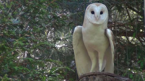 Wild About Owls Weekend At Shubenacadie Wildlife Park