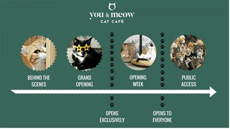 Bristols First Cat Cafe A Crowdfunding Project On Fundsurfer