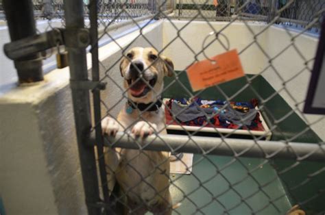 Paws Welcomes Adoptable Dogs Making Room In Texas Shelters For