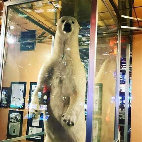 Worlds Largest Stuffed Polar Bear World Record In Elko Nevada