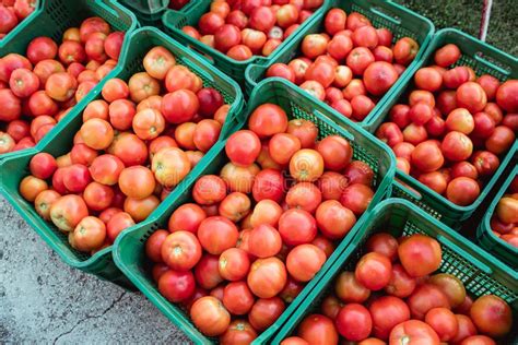 Harvest Of Fresh Tomatoes From Ecological And Domestic