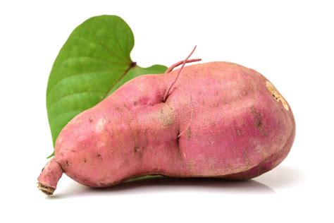 The Sweet Potato Ipomoea Batatas Or Batat Stock Image Image Of Plant