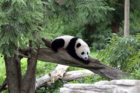 The Panda No Longer Endangered Group Says