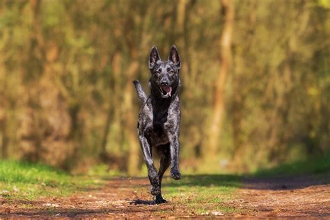 Pet Photography Animal Herder Dog Dog Plays Action Náš Mazlíček
