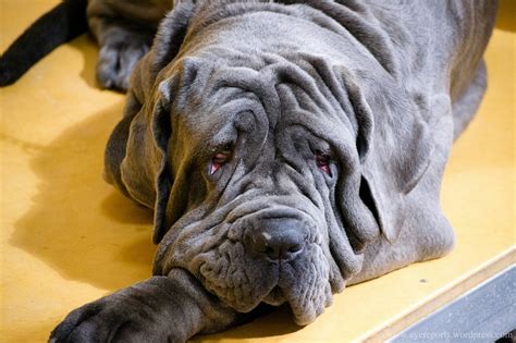 10 Largest Dog Breeds In The World