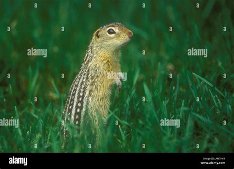Thirteen Lined Ground Squirrel In Long Grass Stock Photo Alamy