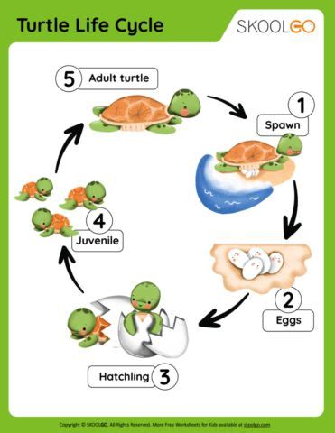 The Life Cycle Of A Turtle