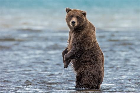 There are 492 bruins bears for sale on etsy, and they cost 15,96 $ on average. Bear Bruin water f wallpaper | 2048x1366 | 162678 ...