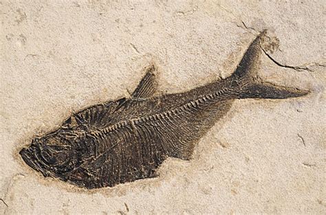 Prehistoric Ray Finned Fish Genera Wikivisually