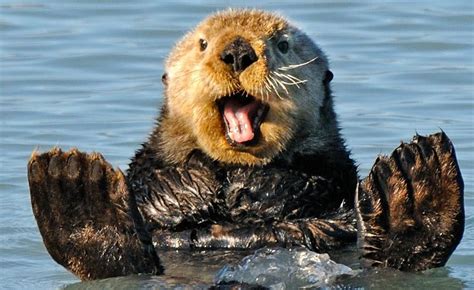 Funny Sea Otter Beestjes