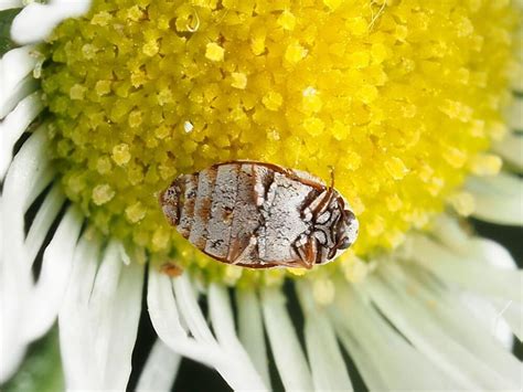 Types Of Carpet Beetles Pictures And Identification