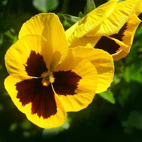 Pansy F1 Yellow Blotch Multi Pack Coolings Garden Centre