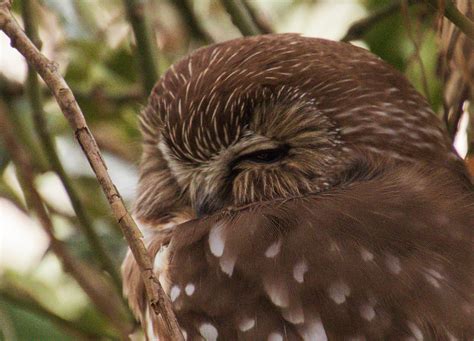 Sleepy Owl Birds And Blooms