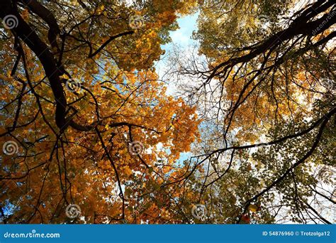 Autumn Leaves On The Tops Of The Trees Against The Blue Sky Stock Photo