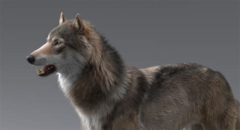 3d Wolf Model — Missset