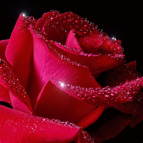 Rose Flower Animated 
