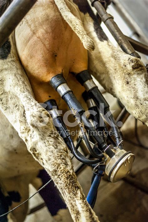 Close Up Of Cows Udders During Milking Stock Photo Royalty Free