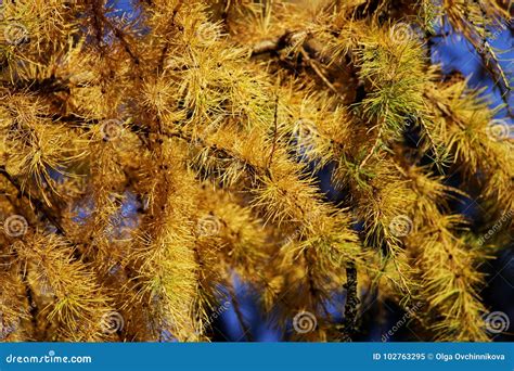 Larch Branches Covered With Yellow Golden Needles In Autumn In The Park