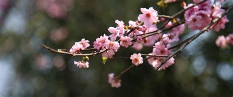 Download 2560x1080 Wallpaper Blur Bokeh Cherry Blossom