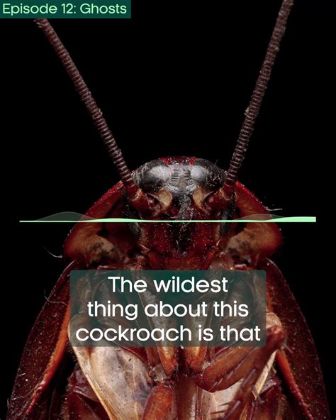 bbc earth on twitter a one of a kind cockroach 🪳 😯 on this week s