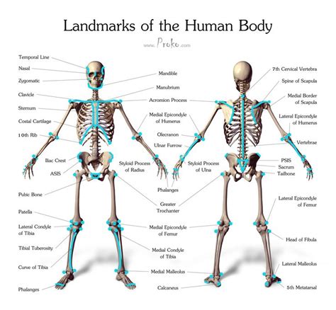 49 Curated Drawing Tutorials The Human Skeleton System Human Anatomy