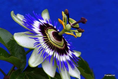 Blue Passion Blue Passion Flower Canon 450d Framed Art Flickr