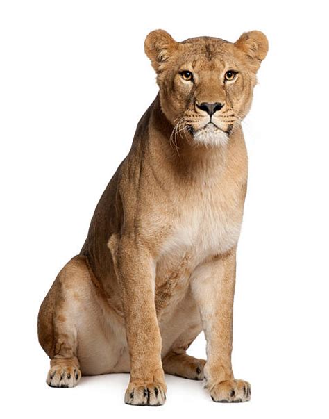 Lioness Pictures Images And Stock Photos Istock