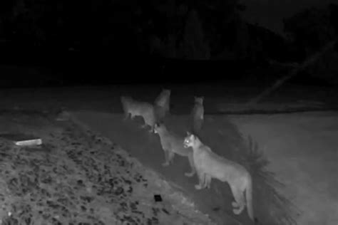 California Resident Surprised When 5 Mountain Lions Appear In Home