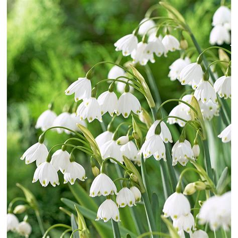 They are typically found on the underside of the leaves of many species of vegetables, flowers, and fruits. Leucojum aestivum Gravetye Giant | White Flower Farm
