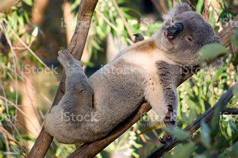 Lazy Koala In A Tree Koala Bear Animals Cute Animal Pictures