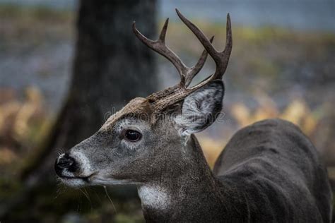 Side View Big Whitetail Deer Stock Photos Free And Royalty Free Stock